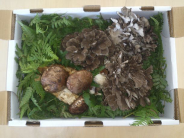 �H�̖��o�����i�}�c�^�P�j�E�}�C�^�P