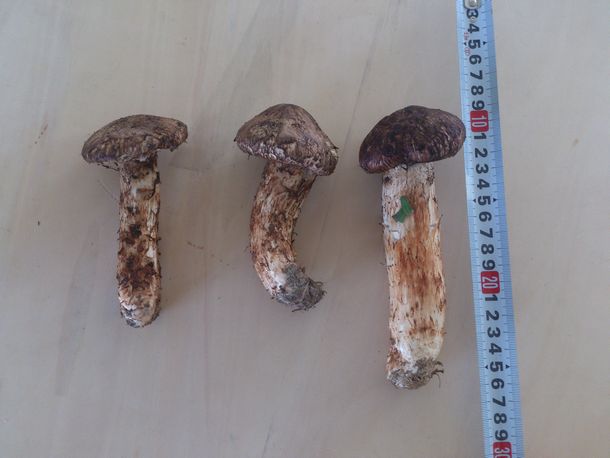 �H�̖��o�����i�}�c�^�P�j