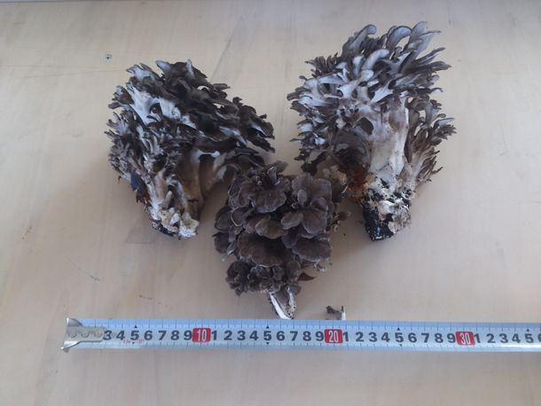 �H�̖��o�����i�}�C�^�P�j